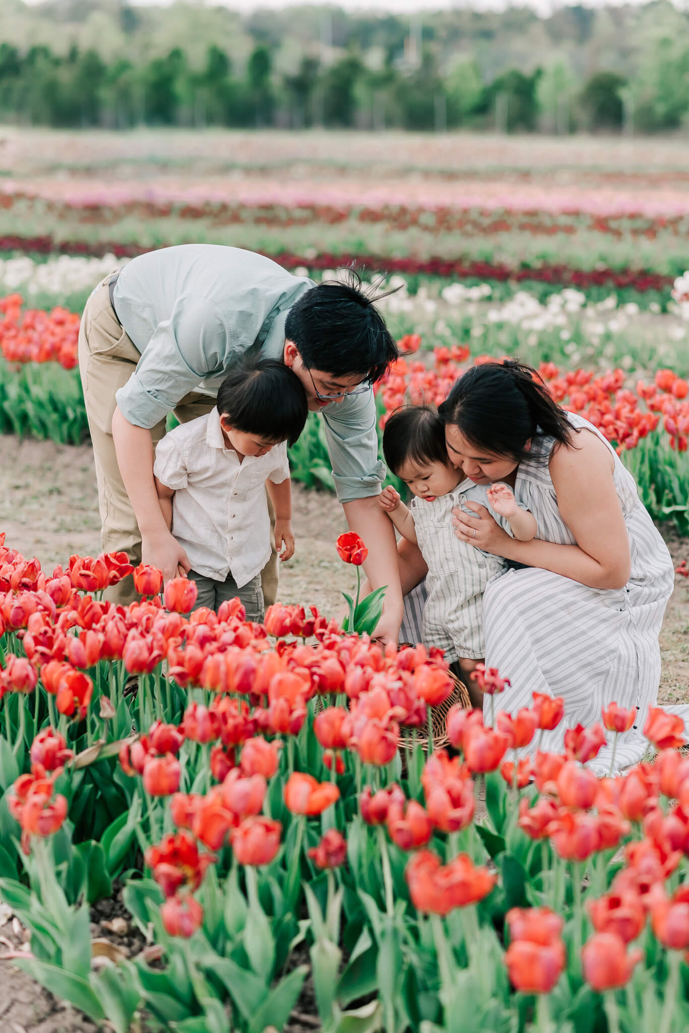 A family of four play and pick flowers in a large tulip farm