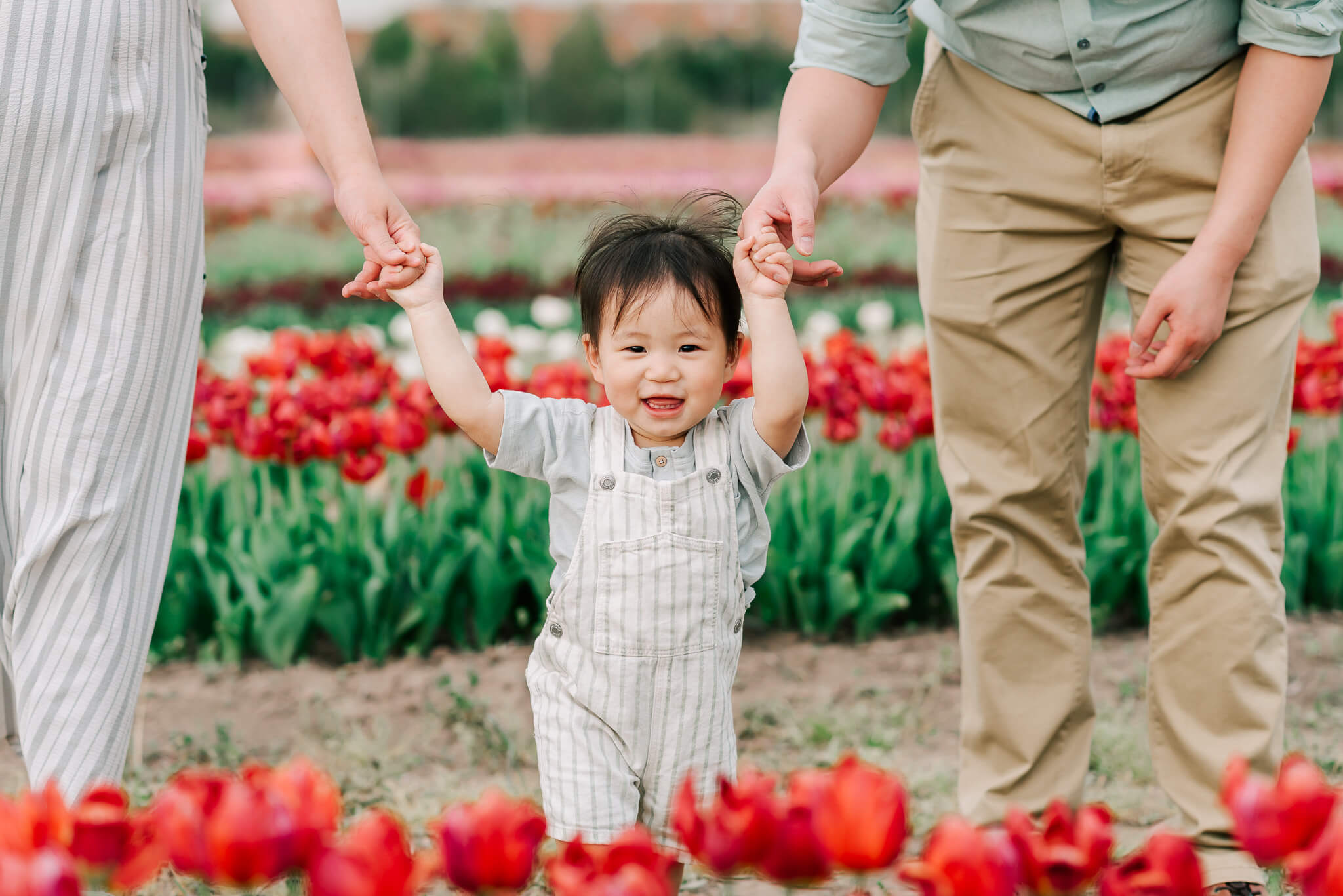 A mother and father walk their toddler son by holding his hands through a red tulip garden things to do in fairfax