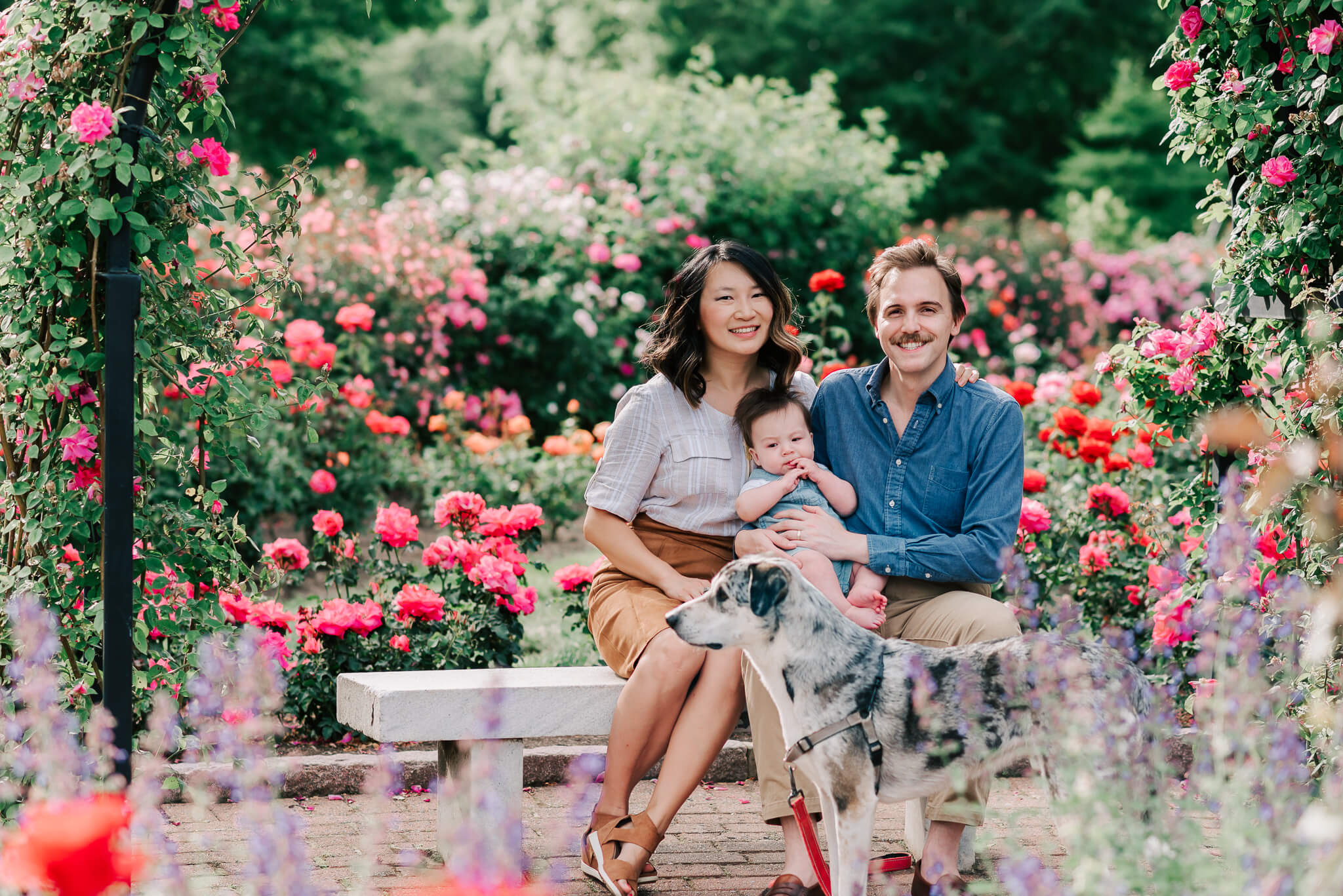 New parents sit on a stone bench in a rose garden with their infant child in their laps and dog in front of them arlington va pediatricians