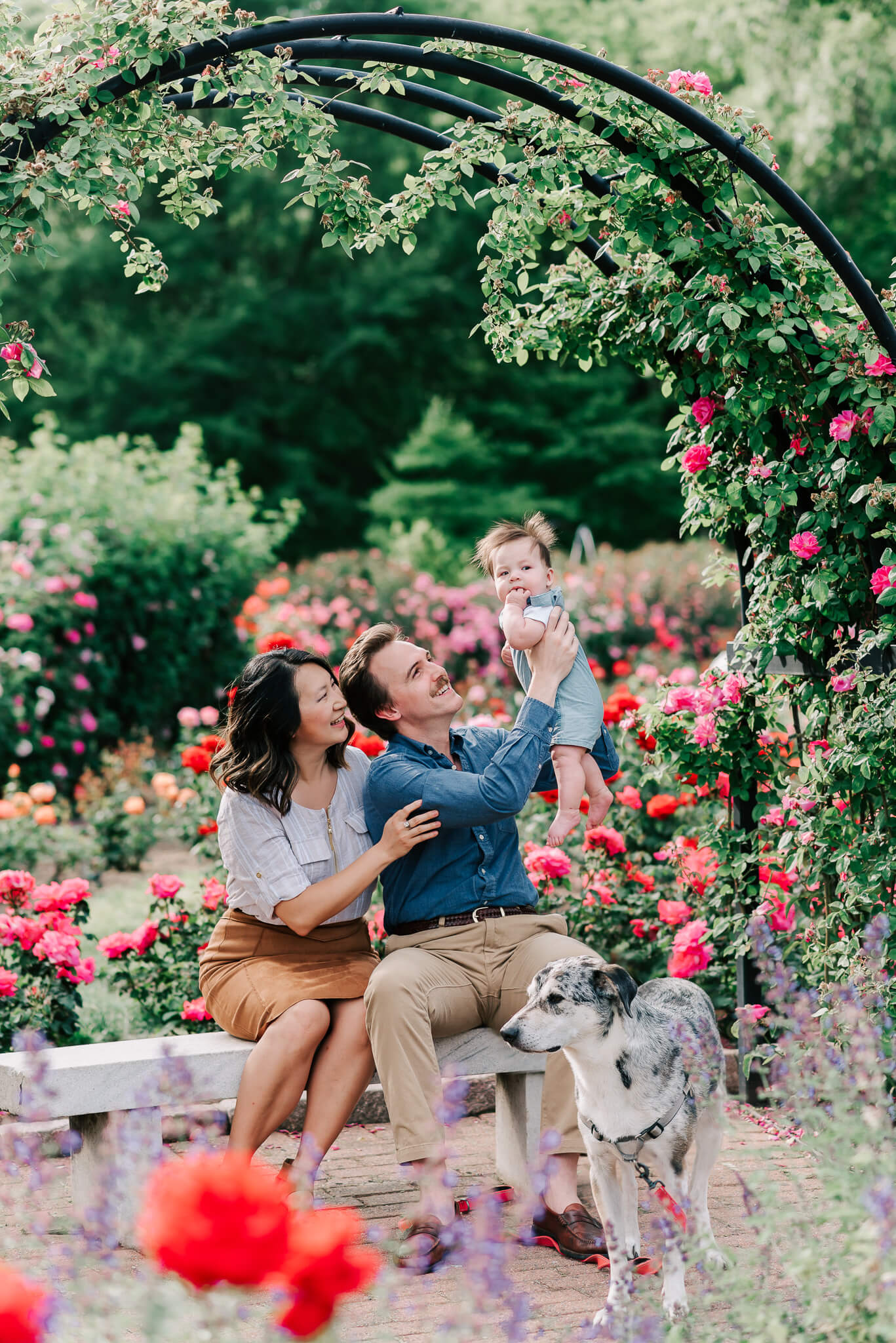 A mother and father lift and play with their infant son in blue overalls while sitting under an arch of roses on a marble bench with their dog