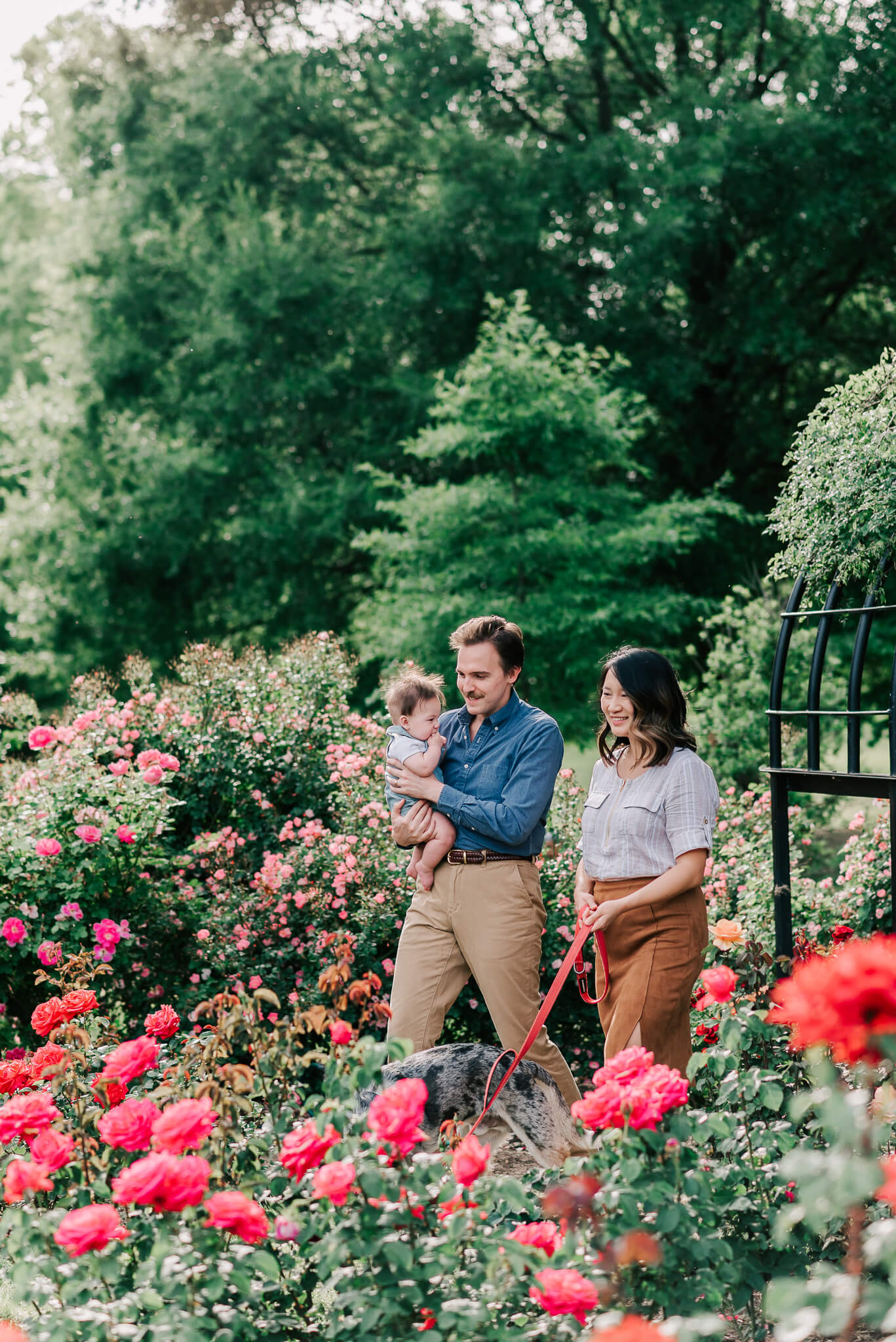 A father in a blue shirt and khakis walks through a rose garden holding his infant son with his wife walking their blue coat dog centreville obgyn